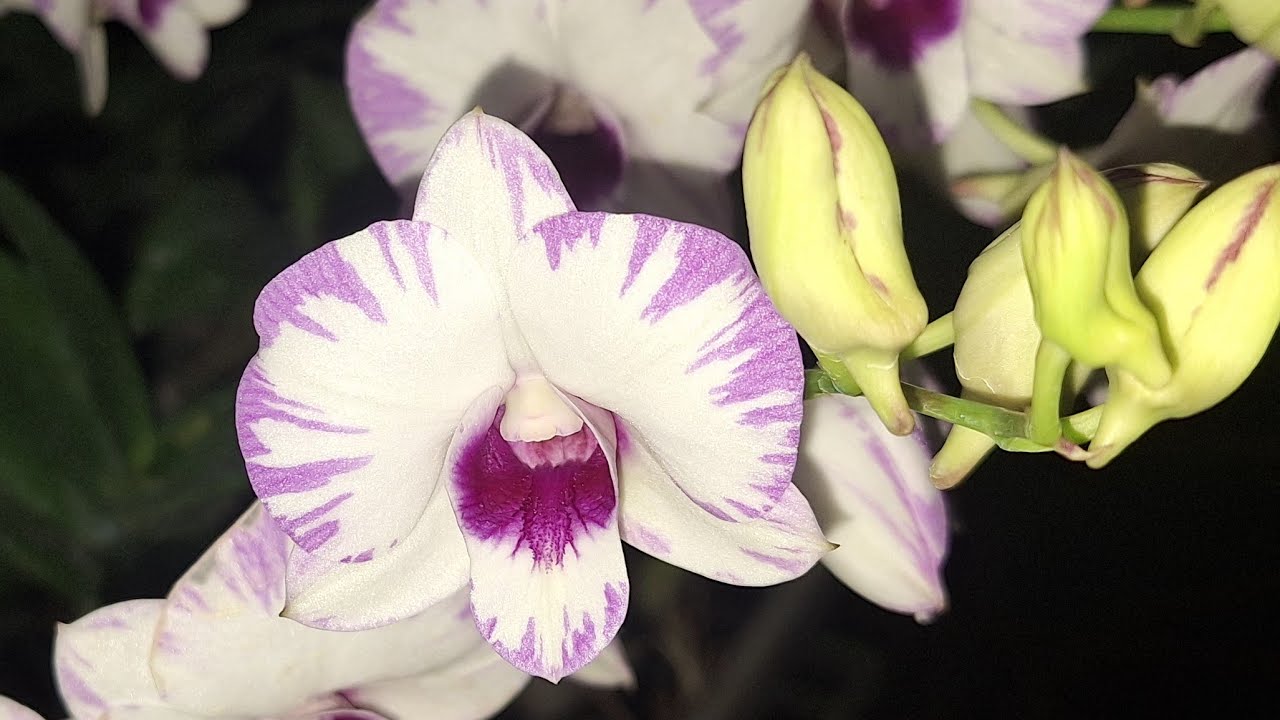 Hồng lâu mộng chớp 0936773913