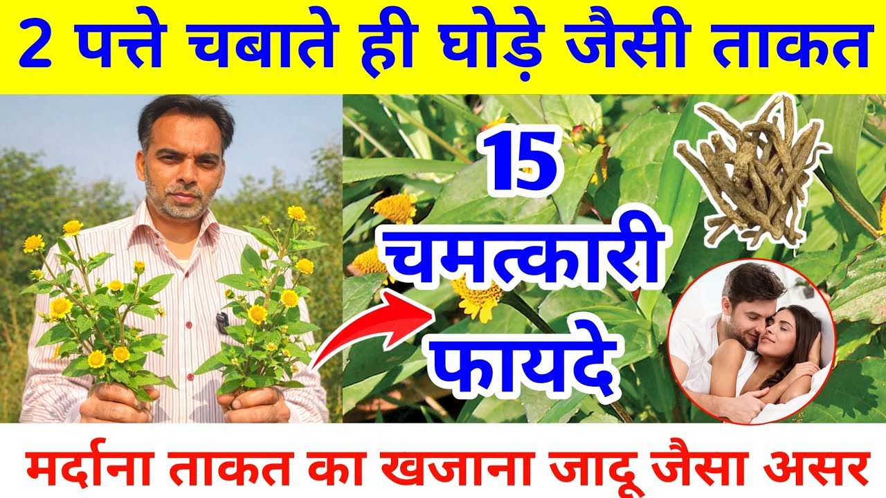 अकरकरा के चमत्कारी फायदे | कमजोरी, नसों और दिमाग के लिए रामबाण औषधि। Medicinal benefits of Akarkara