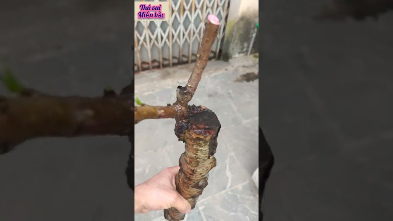 cách Dâm cành đào to từ A đến Z