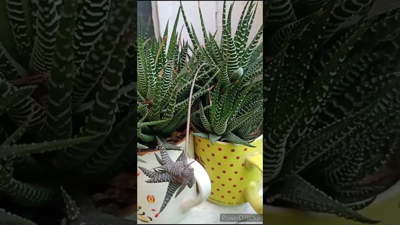 Haworthia varieties