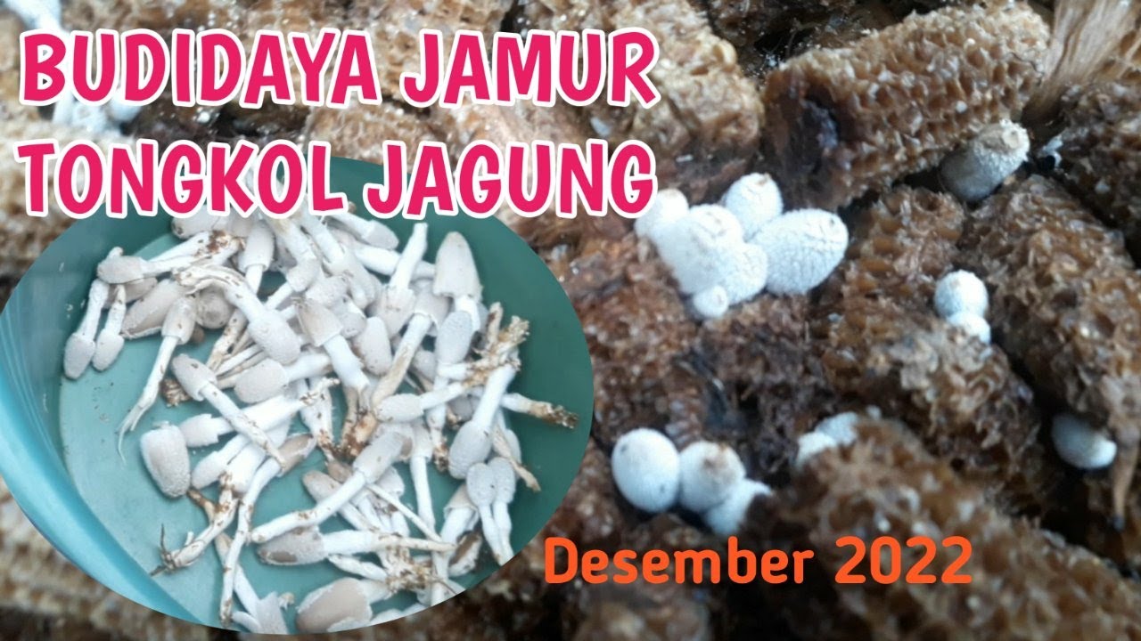 BUDIDAYA JAMUR TONGKOL JAGUNG