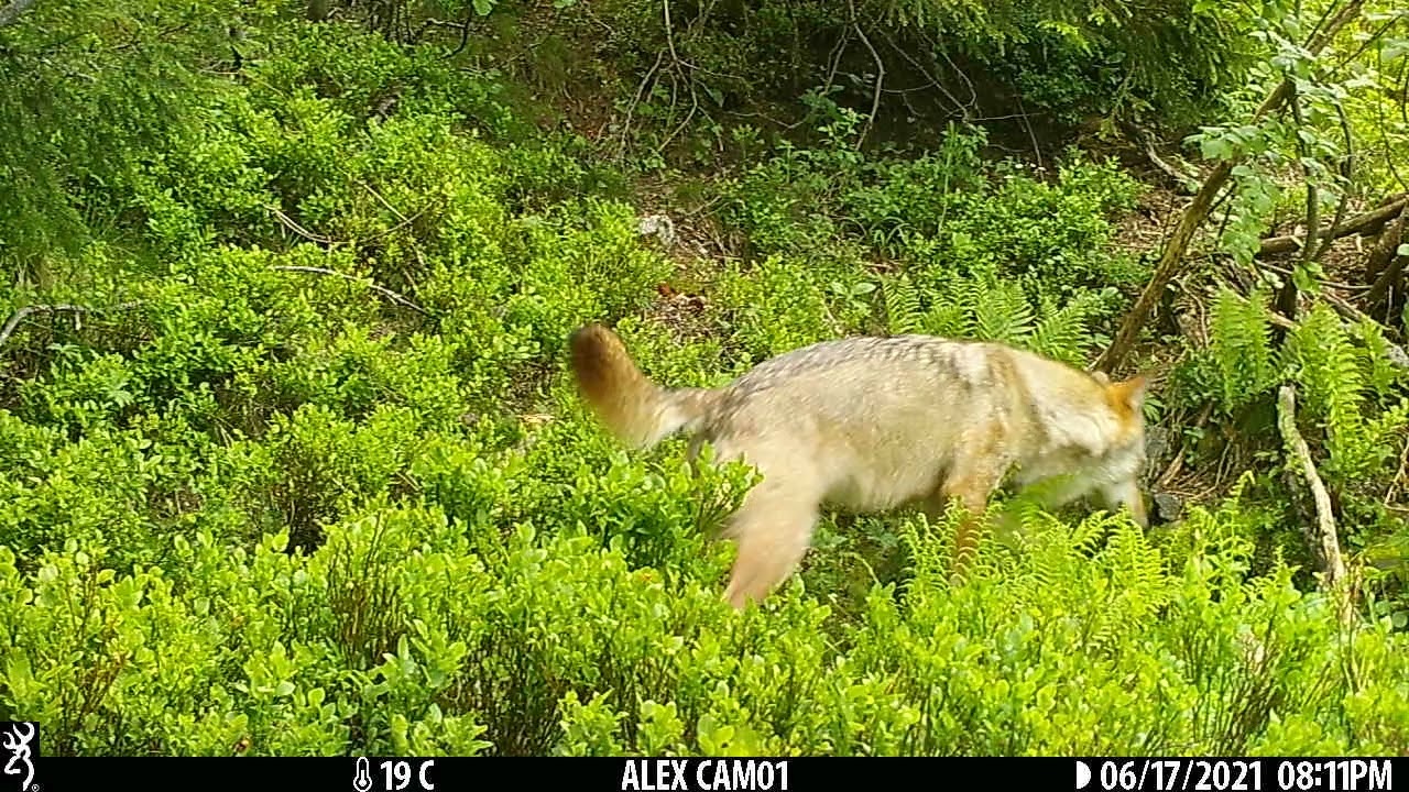Le loup des Alpes : compilation des passages devant la caméra automatique 2020 & 2021