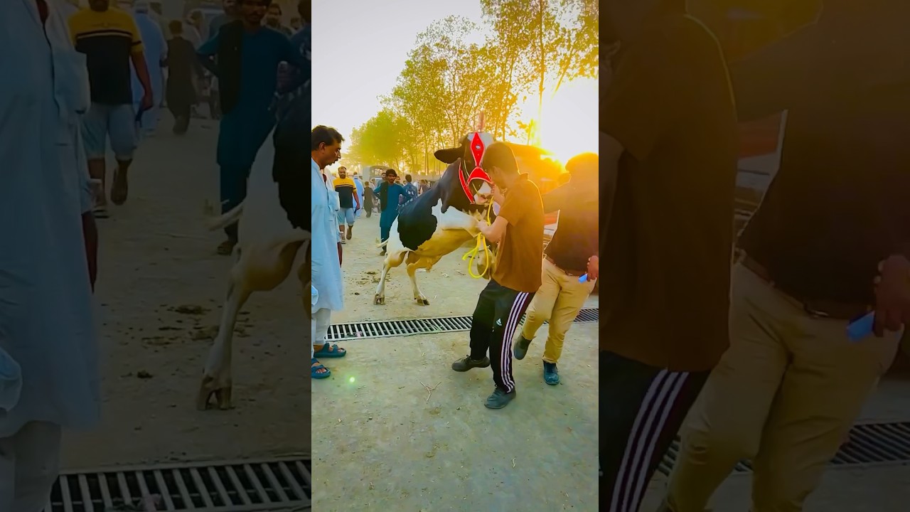 #eid #viral #cow #cowmandi2024updates bakra mandi cow mandi