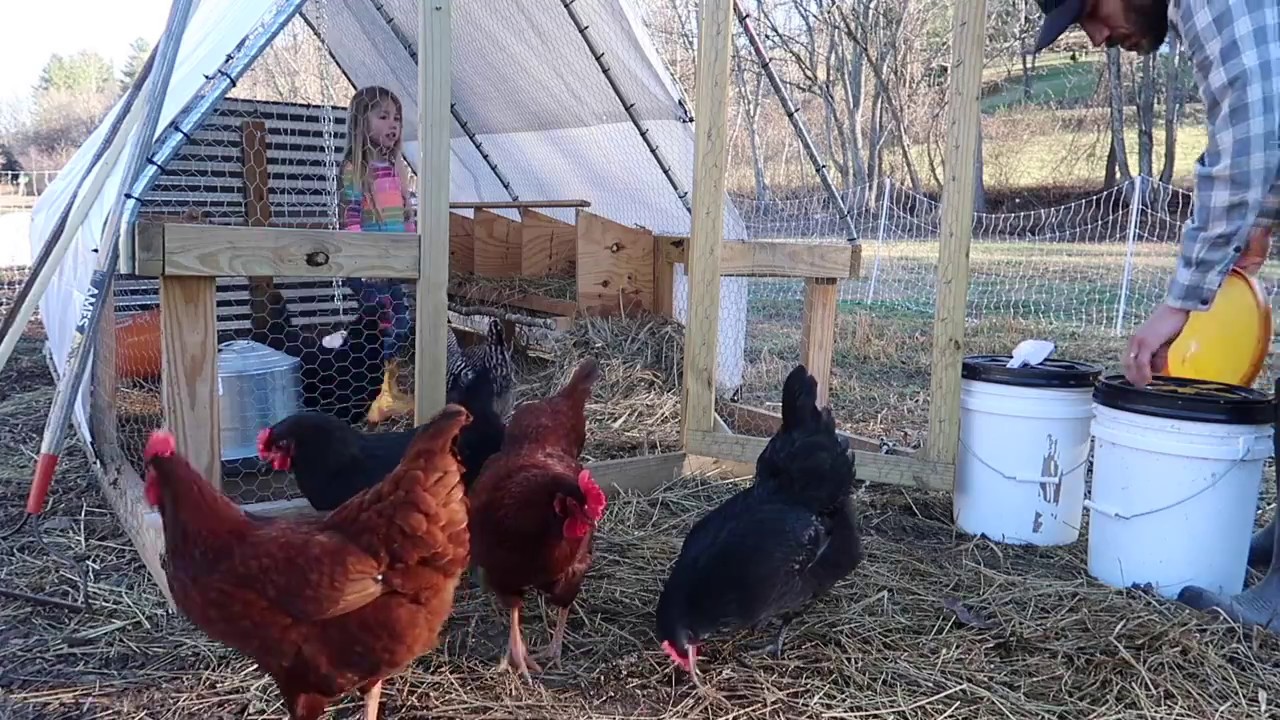 Morning Chores on the Homestead
