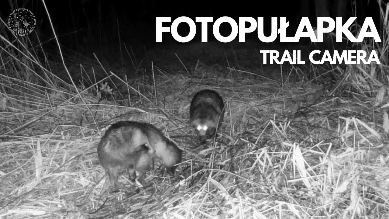 Fotopułapka - Luty 2024 | Nocne zwierzęta i nie tylko