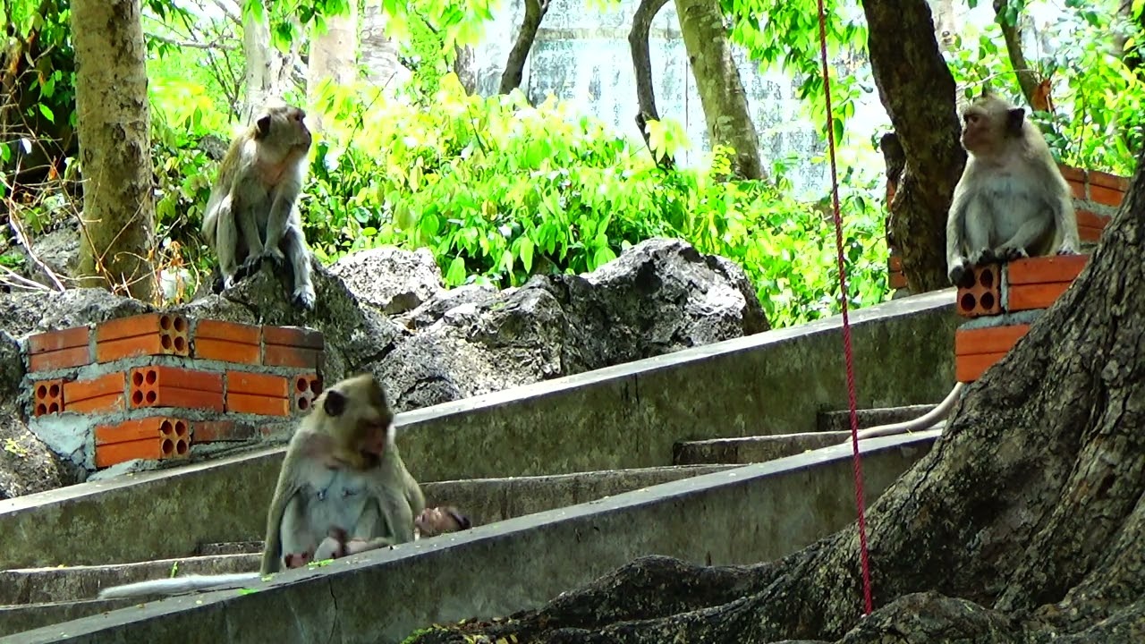 Monkey need food (2)