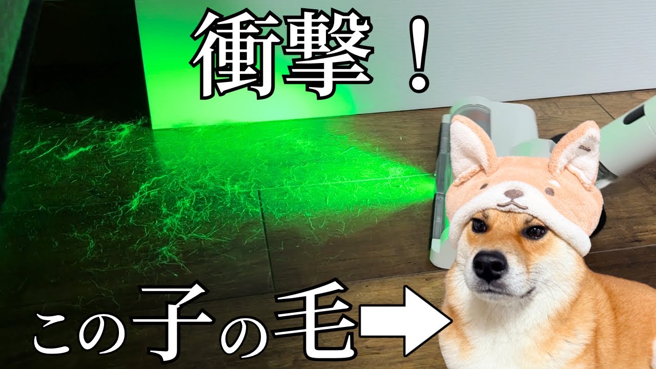 【柴犬換毛期】被毛だらけの部屋を掃除しやす