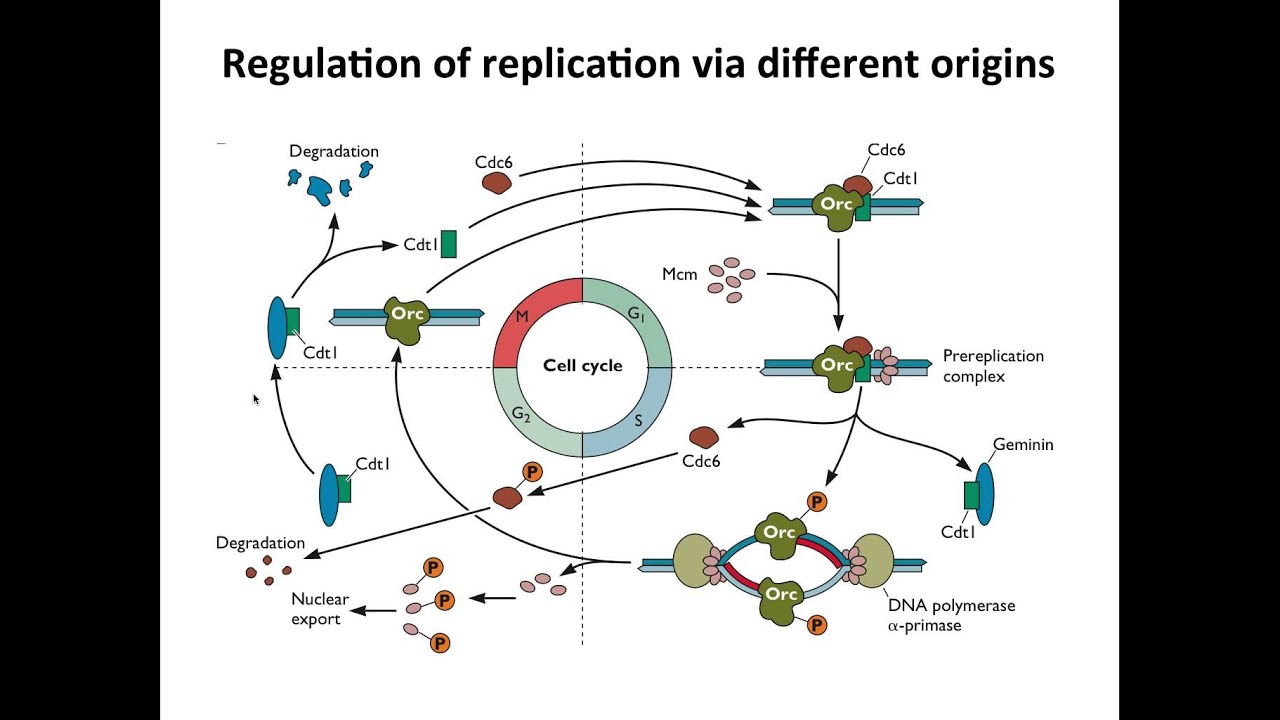 Regulation of DNA synthesis