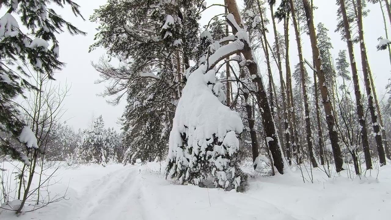 Snowy Forest. pt.3. February 2026