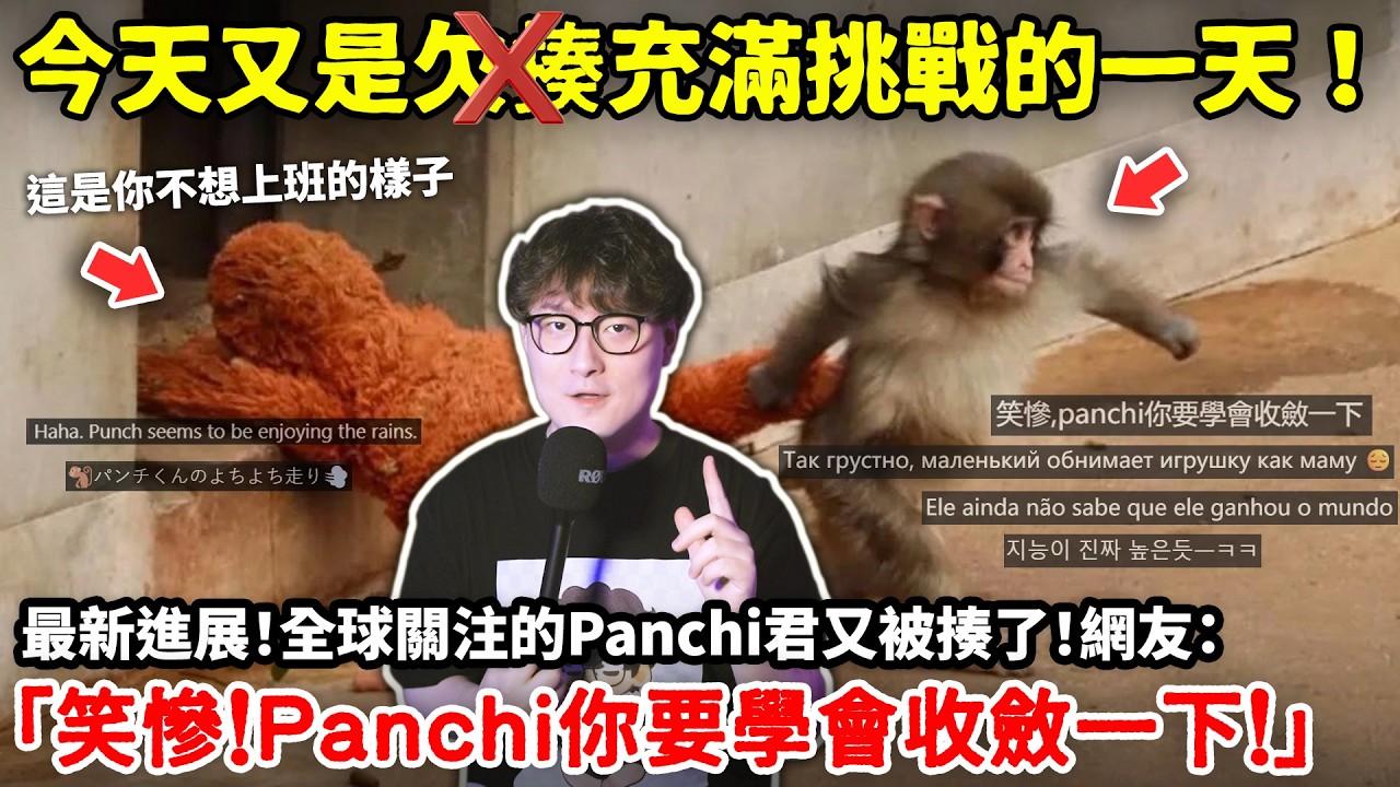 最新進展！今天又是欠揍的一天！全球關注的日本小猴Panchi君又被揍了！網友「笑慘！Panchi你要學會收斂一下！」小鄭講故事
