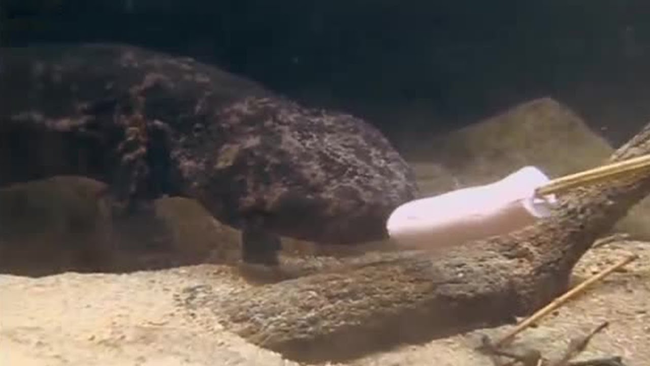 The Sausage & the Salamander | Secret Japan | BBC Earth