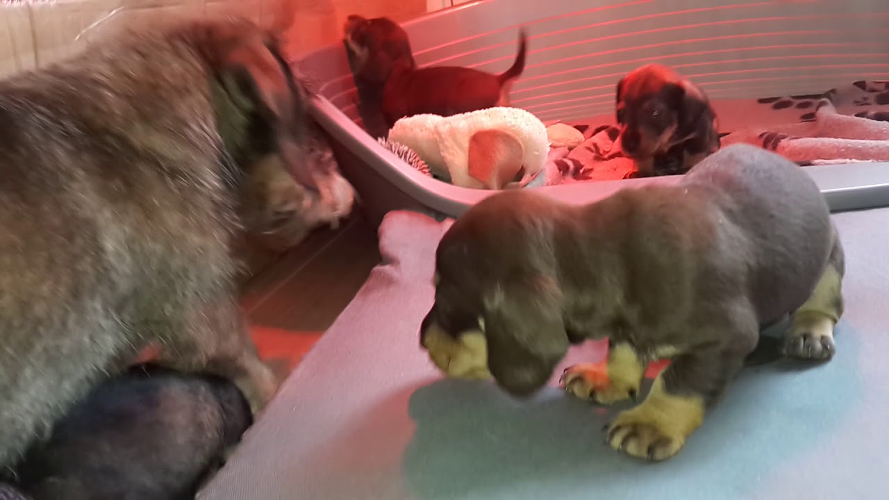 Chiots Teckels nains poil dur 4 semaines 