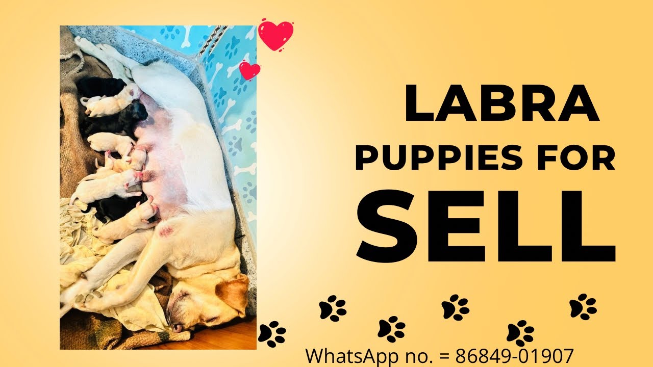 Healthy & Happy Labrador Puppies Available Now &ndash; Don&rsquo;t Miss Out