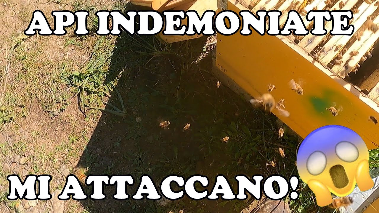 Api indemoniate! Mi attaccano!