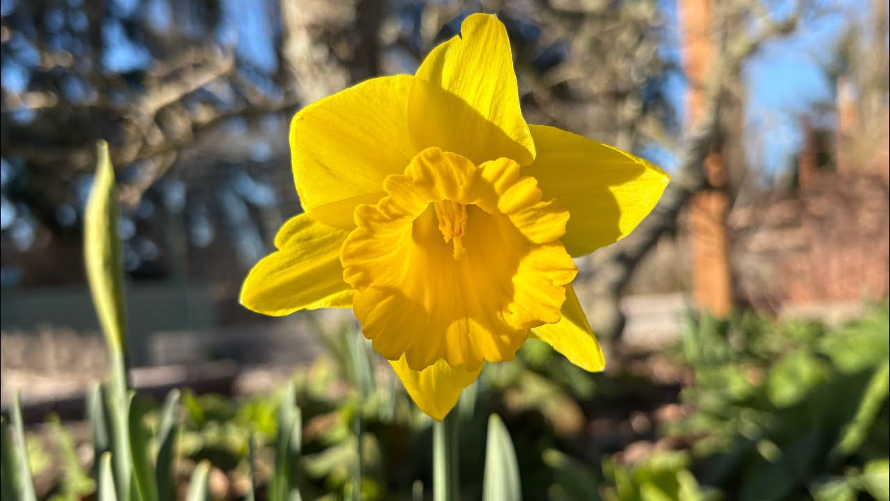 Daffodils!