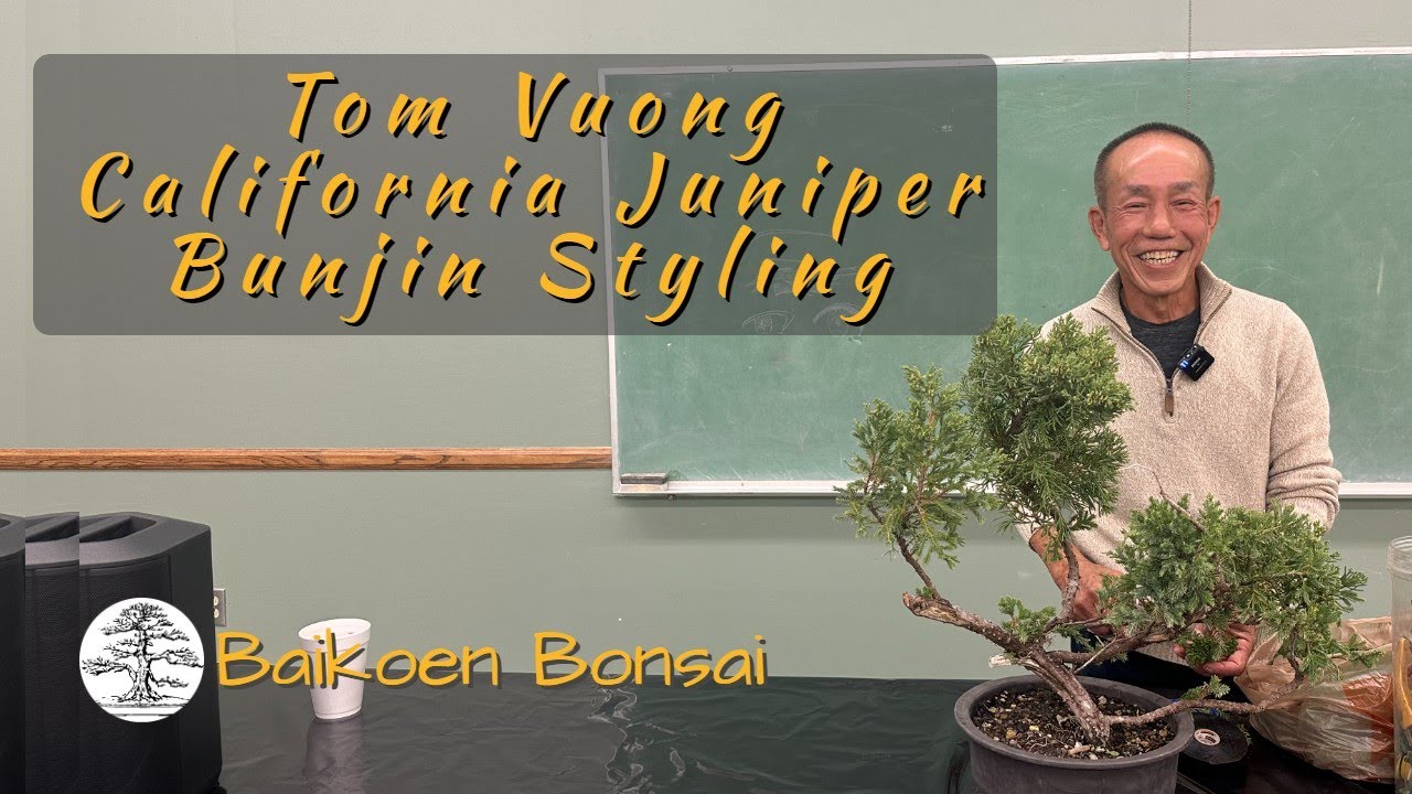 Tom Vuong - California Juniper Style Bunjin - March 2024 - Club Meeting - Baikoen Bonsai Club