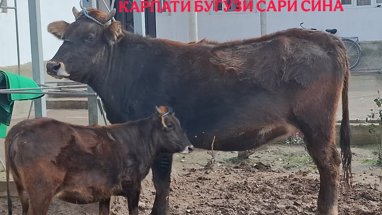 😱БУГУЗИ САРИ СИНА БО НАРХИ ДАСТРАС🤷‍♂️.ТЕЛ:+992 008 08 88 47🫵🤙.  9 февраля 2026 г