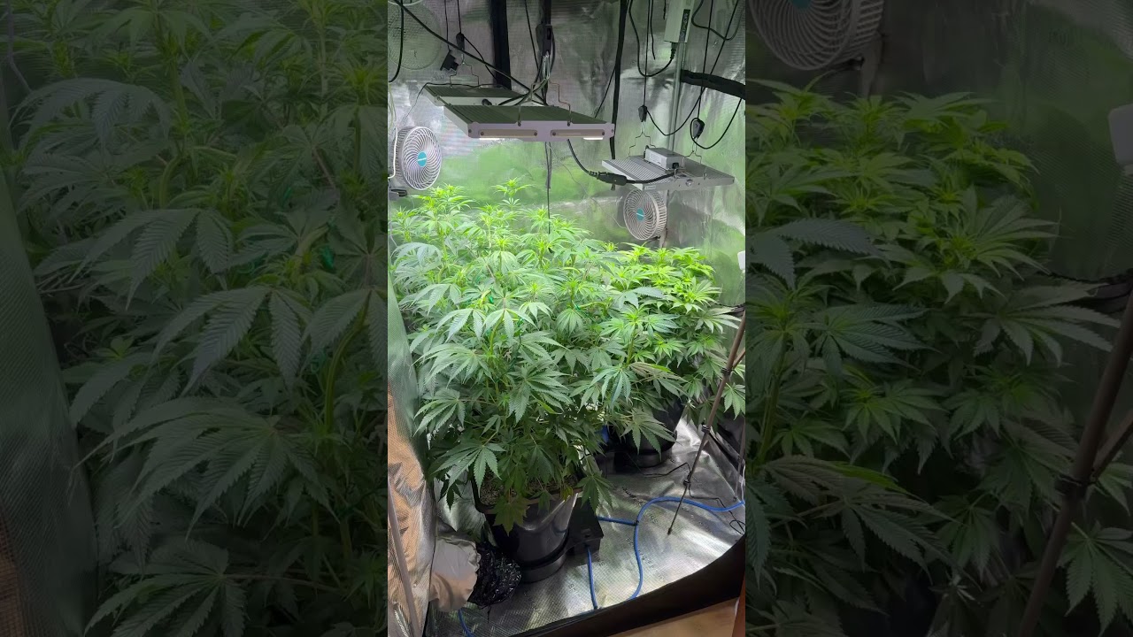 Day 16 After Flipping 12/12 #grow #plants #gardening