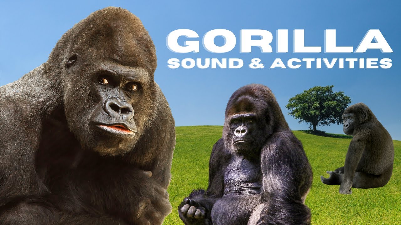 😍 GORILLA SOUNDS AND ACTIVITIES 😘 | A Wonderfull Video about Gorilla | Suara Gorilla dan Kegiatannya