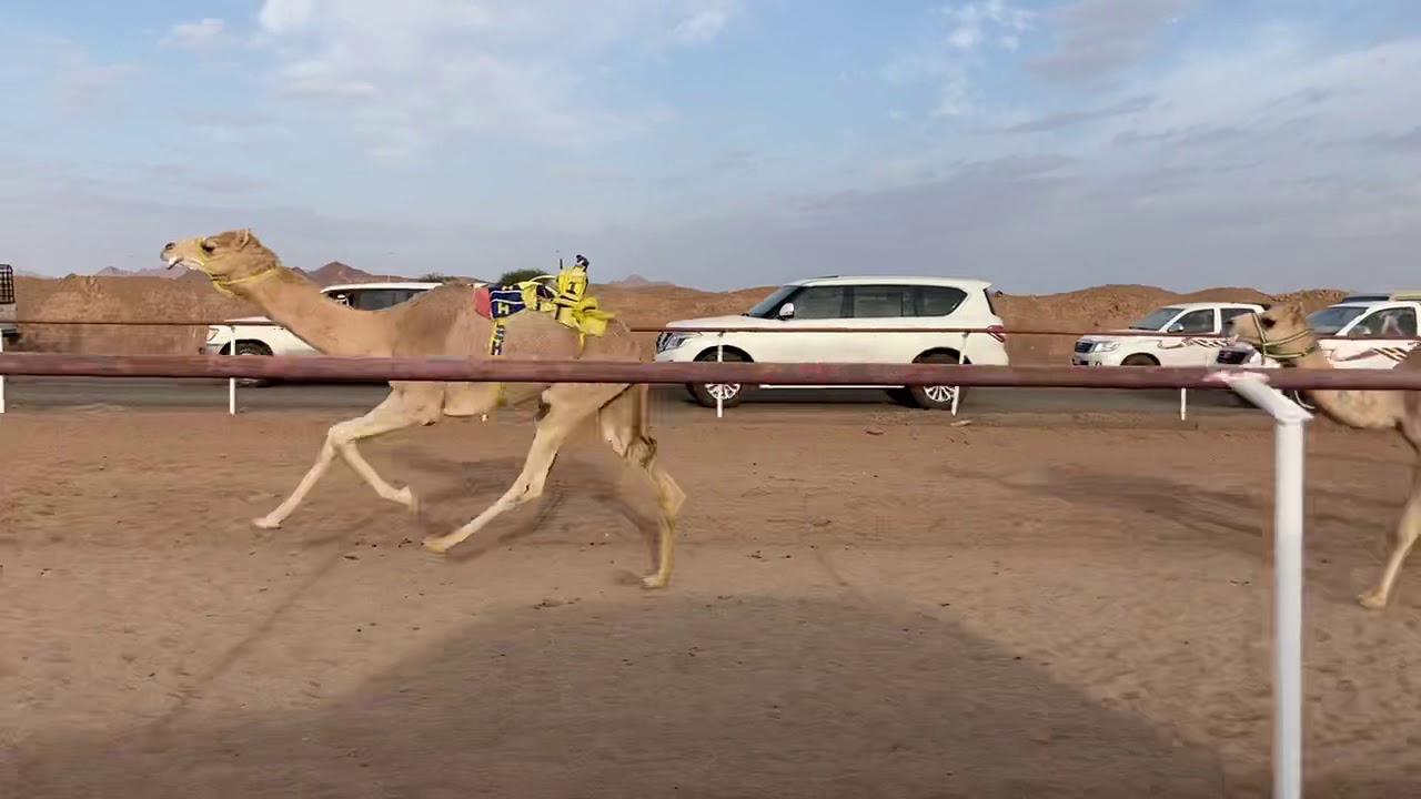 سباق الهجن بميدان الصويدرة شوط 1 بكار حقايق من 4 ك نو  لـ حمد بن حثلين الحربي 19-12-2020