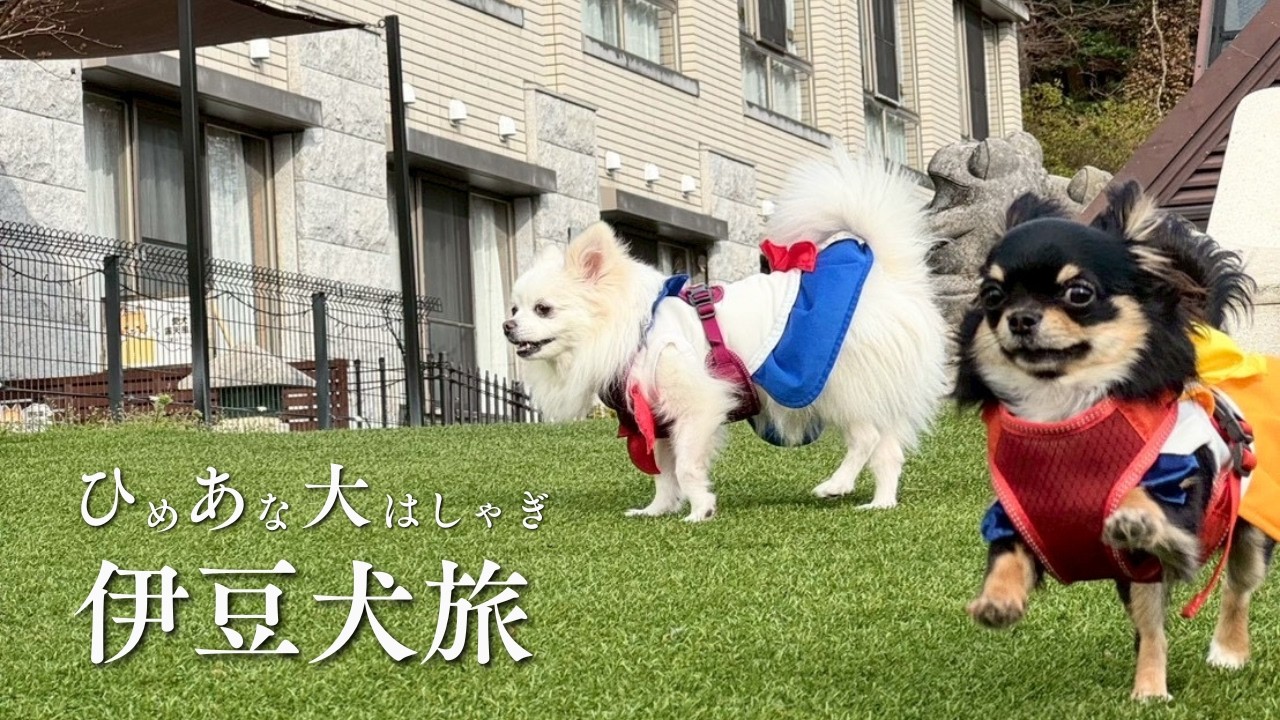 【祝・誕生日】いぬこうげん（伊豆高原）を満喫🐶アニマルコミュニケーションで判明した、愛犬ひめの「一番幸せ」な瞬間。