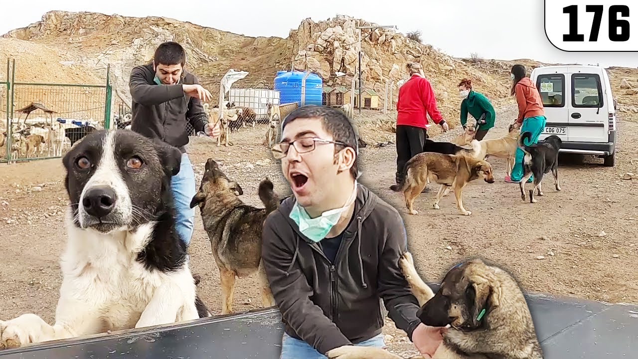 250 KÖPEK İÇİNE GİRDİK! Barınakta Komedi ve Üzücü Anlar - Simay Patilicanları Kor. Der. @DoBiDa176