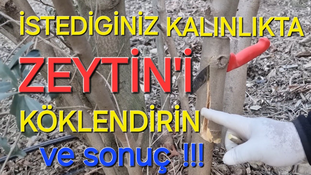 zeytin dalında köklendirme. zeytin havai köklendirme. zeytin nasıl köklendirilir? #tropikaltopraktv