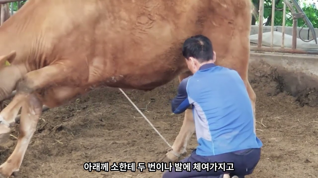 깁스한 송아지 젖먹이기 송아지에게 관심이 없는 어미소