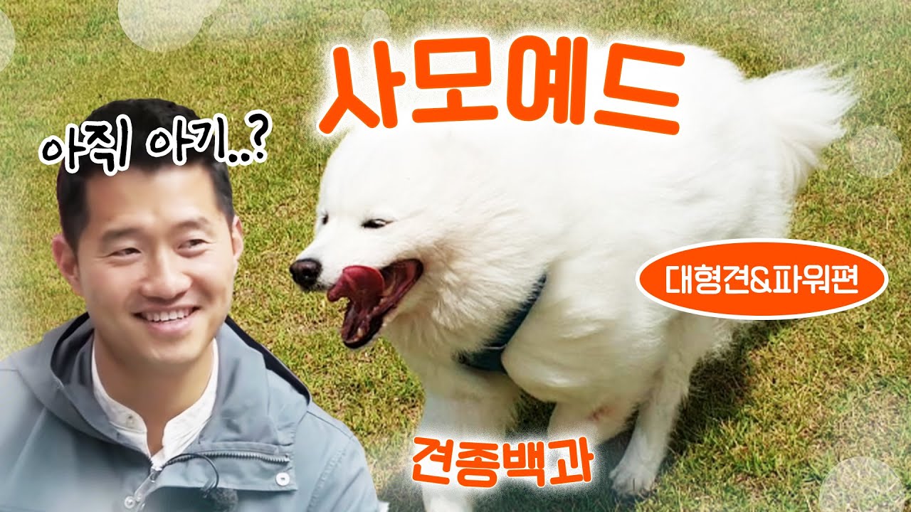 사모예드 대형견&파워  편 (폭풍성장,전력질주)｜강형욱의 견종백과 X 극한견주 솜이 X 백곰이