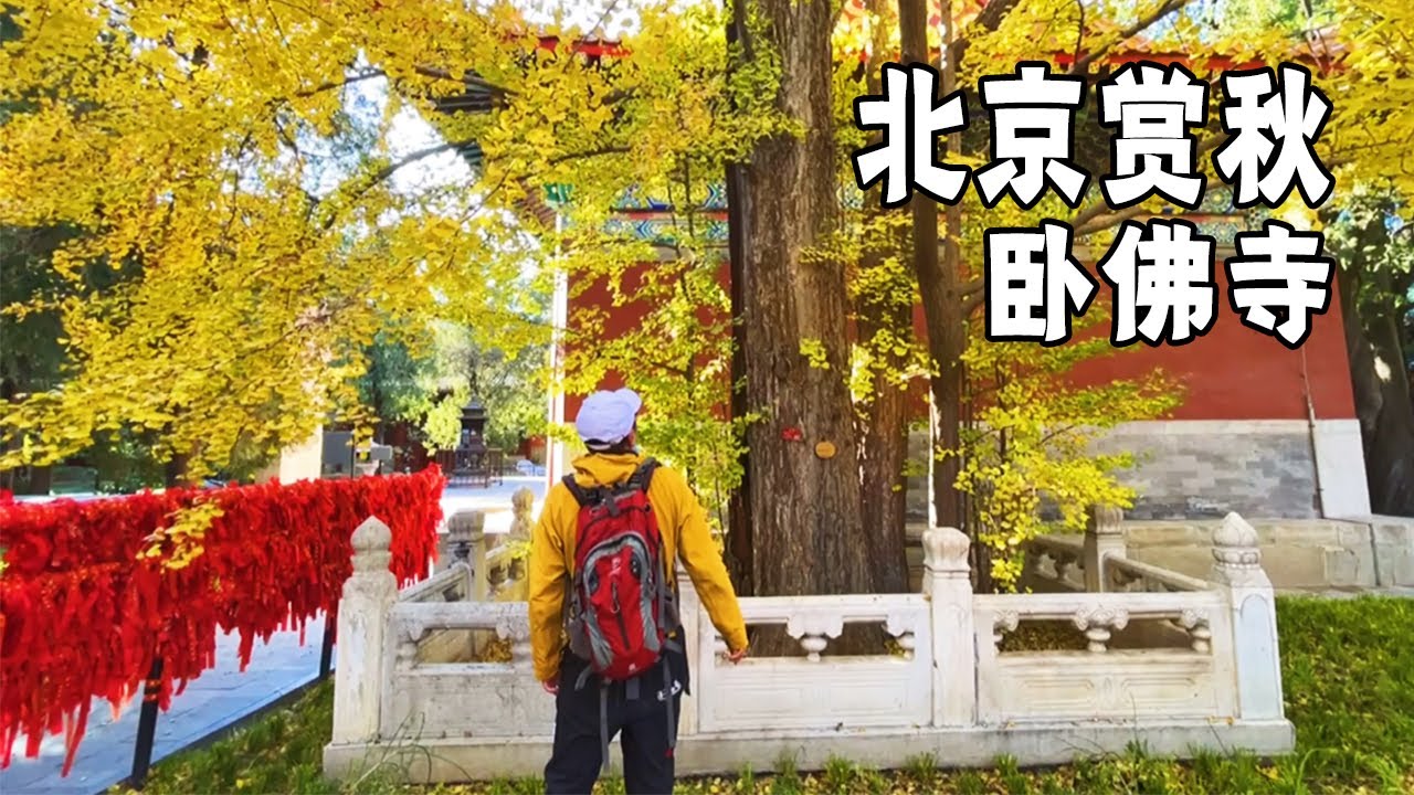 北京赏秋～金秋的植物园，卧佛寺里800年银杏树变得金黄，快来看【行走世界的北京老刘】