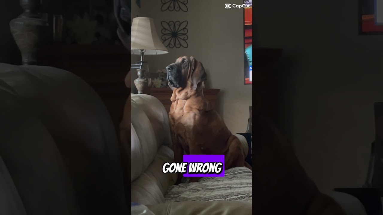 #dog #bloodhound #bloodhounddog #doglovers #doglover #funny #dogs #yourdog #cute