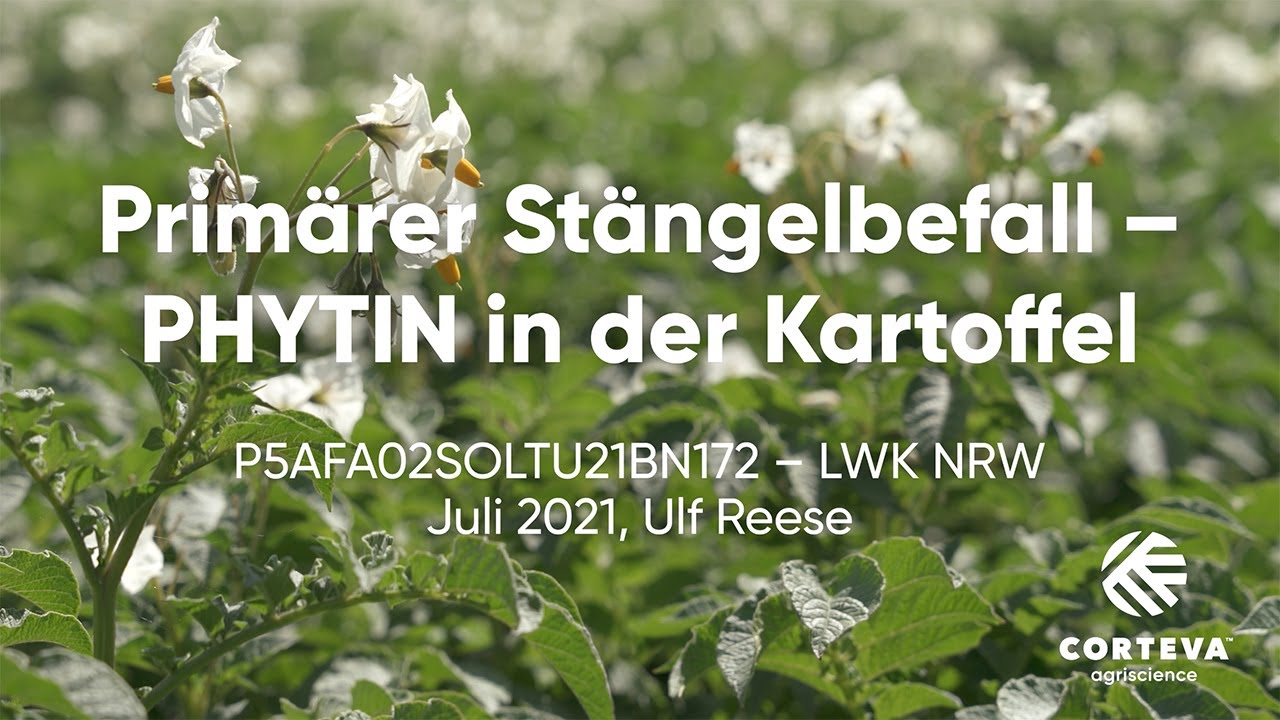 Zorvec Endavia™ - Stängelphytophthora-Versuch der LWK Nordrhein-Westfalen in Köln-Auweiler