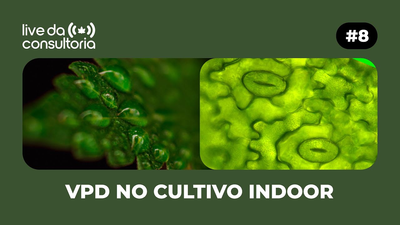 VPD no Cultivo de Cannabis: Dicas para Controle de Umidade e Temperatura - Live da Consultoria #8