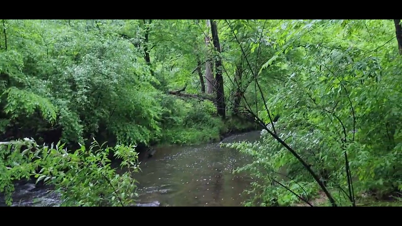 Ellanor C. Lawrence Park, lush and green(ఎల్లనోర్ సి. లారెన్స్ పార్క్, పచ్చదనంతో నిండి ఉంది)E00