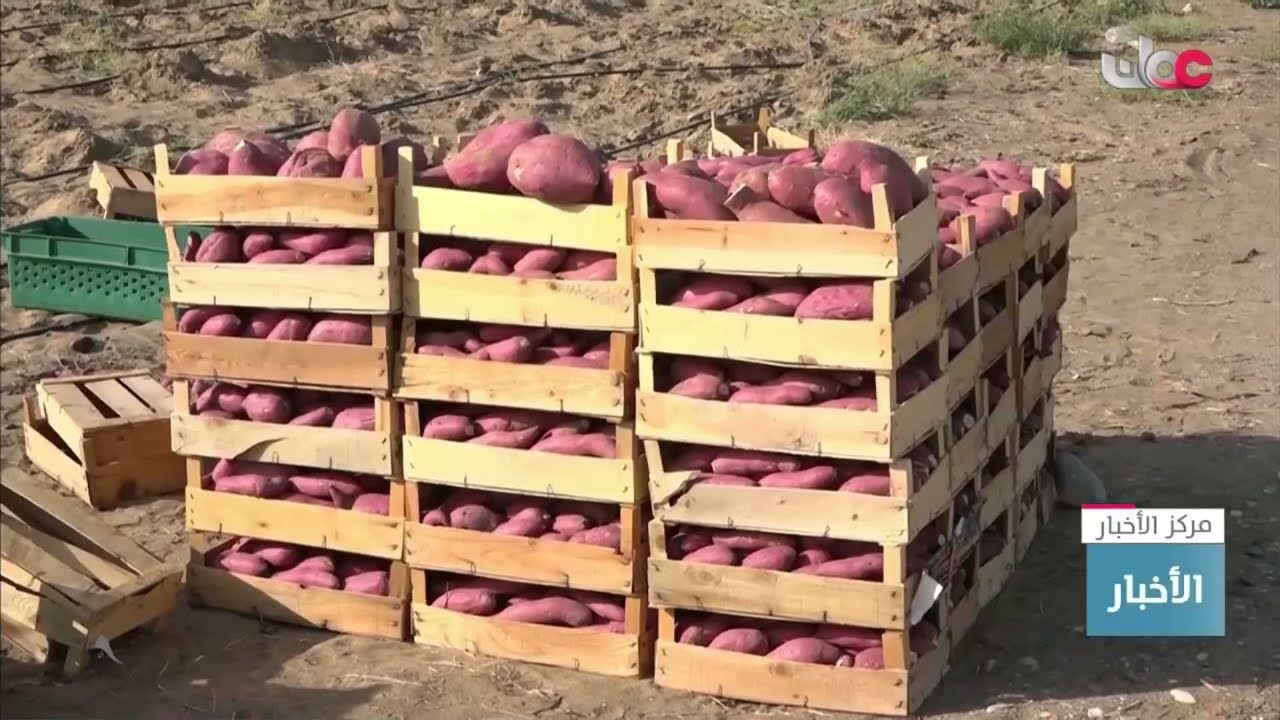 محصول البطاطا الحلوة بمحافظة الظاهرة .. إنتاج وفير وقيمة غذائية.