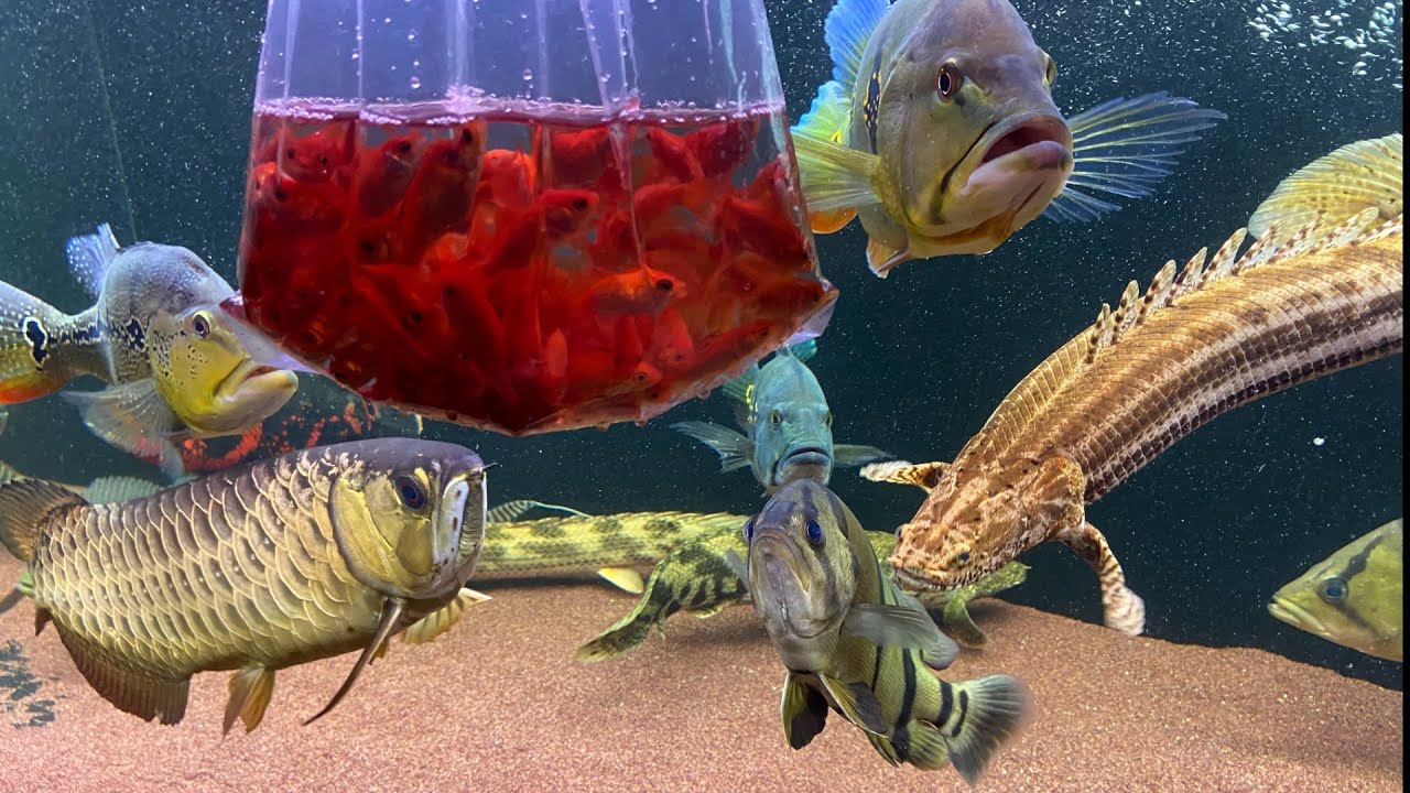 平凡な大型の肉食魚水槽に普段は与えない金魚を100匹入れてみた結果・・・　『aquarium』『Feeding Monster Fish』