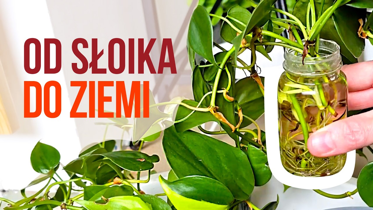 Jak bezpiecznie przesadzić ukorzenione szczepki - poradnik.