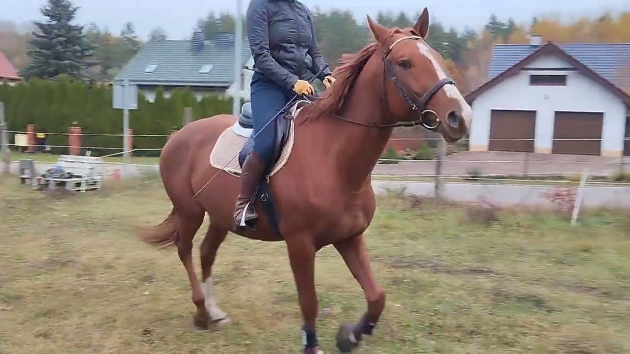 Hokus stęp-kłus 30.10.25r.