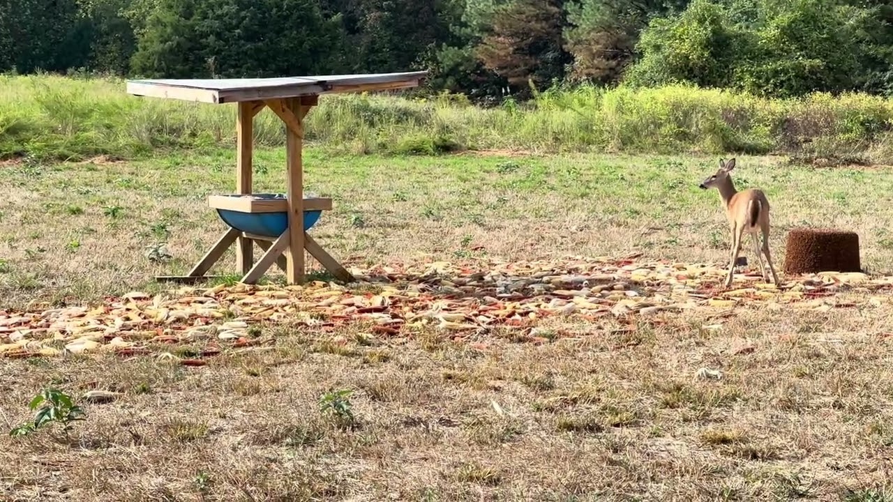 WAO  25 KY BOW SEASON 2ND SIT NEW BLIND,SCOUTING,DOE PATROL