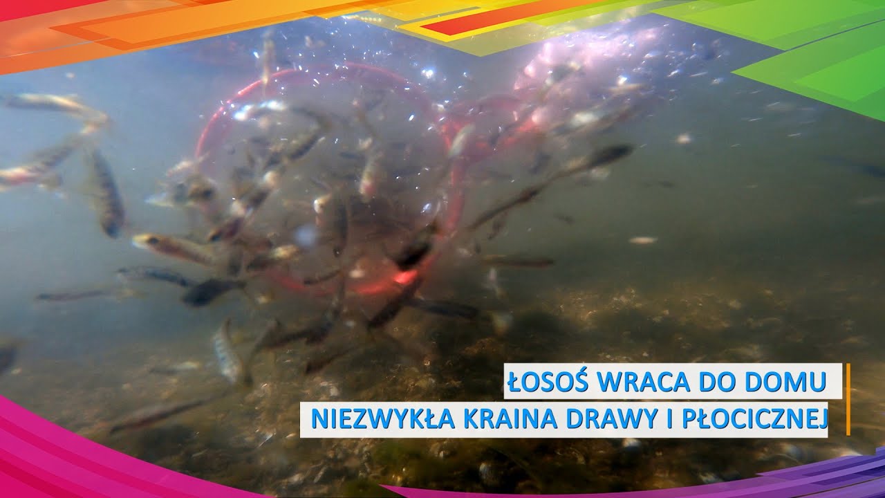 Łosoś wraca do domu – niezwykła kraina Drawy i Płocicznej