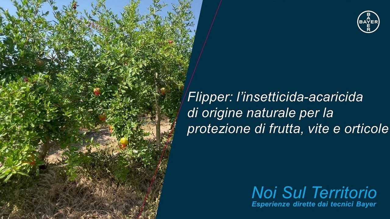 Noi Sul Territorio – Le esperienze dei tecnici Bayer con Flipper