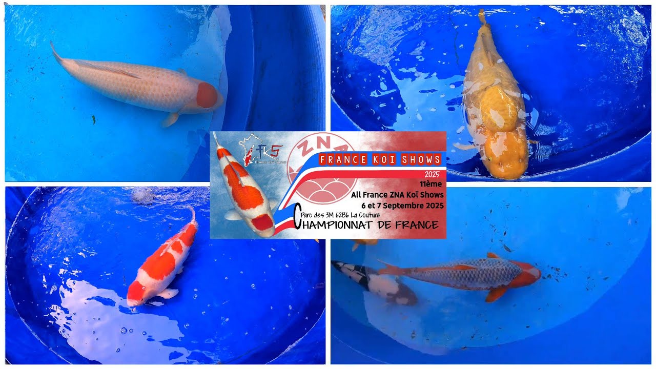 France Koi Shows 2025 Championnat de France de Carpes Koï & Salon du Bassin de Jardin