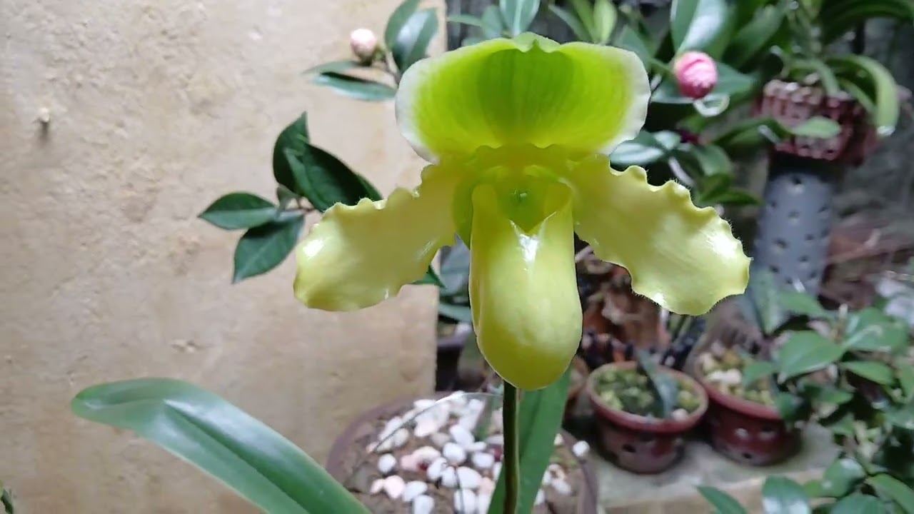Lan Hài Đuổi Var  Hoa Xanh!