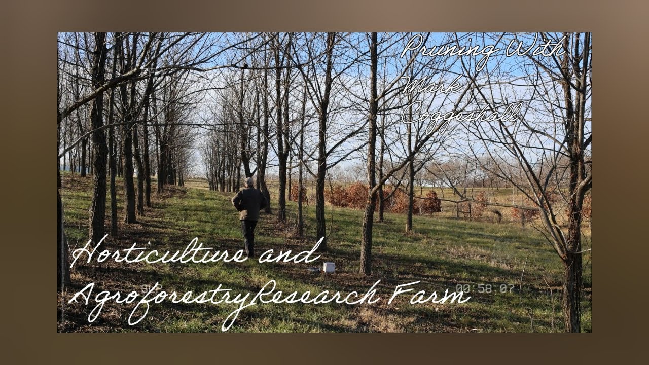 Pruning Black Walnut and Hardwood Trees