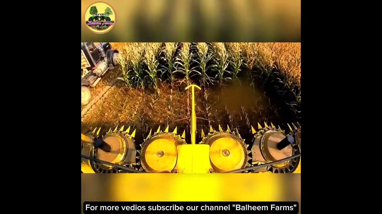 The best of corn harvesting season in Texas 2023#Texascorn2023#corn fields