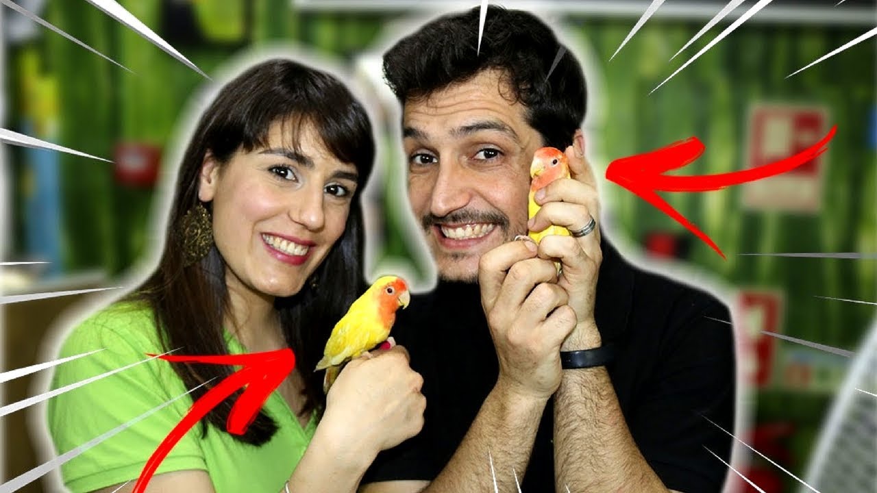 COMO MANTER UM PERIQUITO AFRICANO ROSEICOLLI !