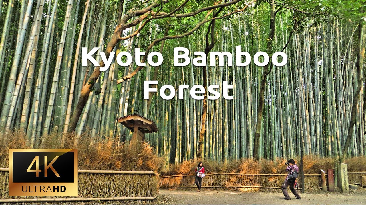 Kyoto Bamboo Forest in 4K UHD