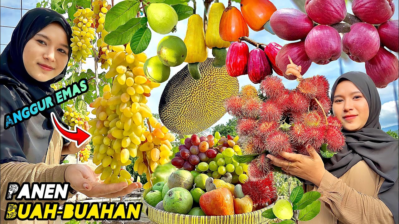 Petik buah-buahan segar | Panen buah dikebun