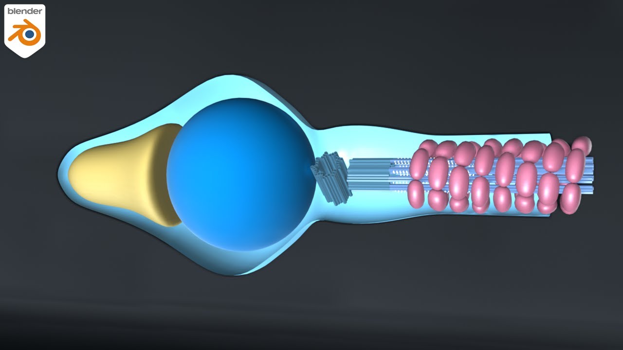 3D Structure of Sperm - Formation of Flagellum from centriole - Motility of sperm - Spermiation