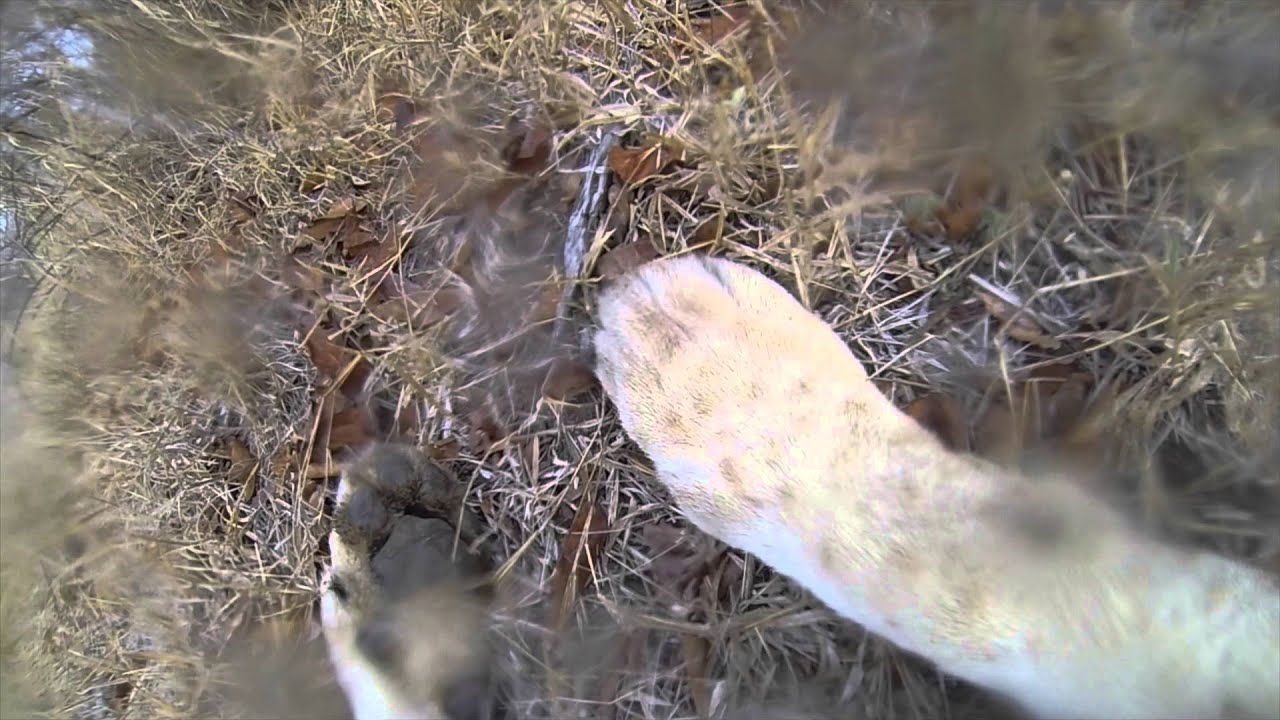 From a Lion's mouth - My Gopro